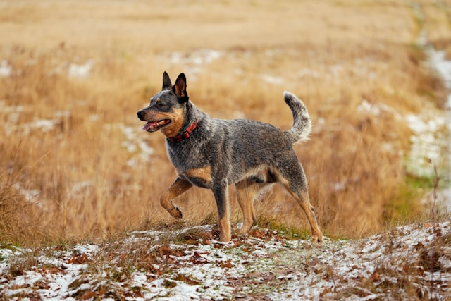 Australian Cattle Dog