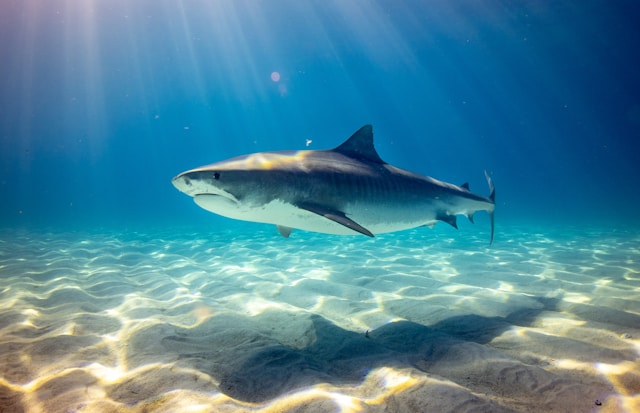 Shark Swimming in the Ocean
