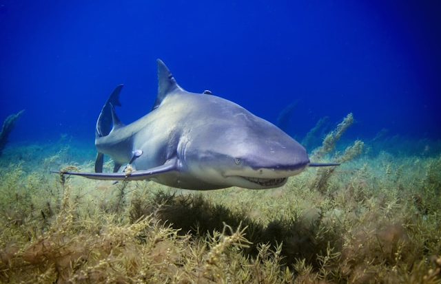 Shark