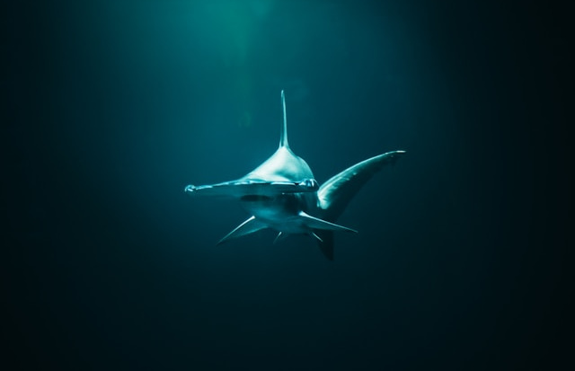 Hammerhead Shark